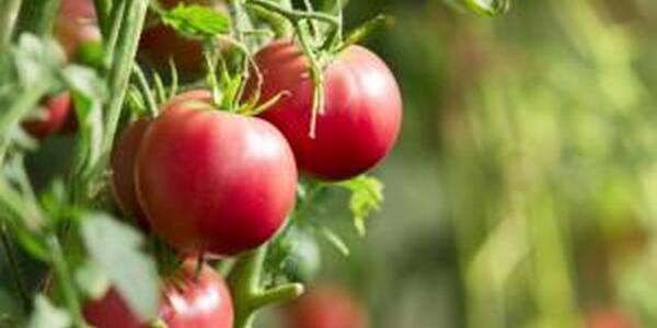 Tomatoes on the vine